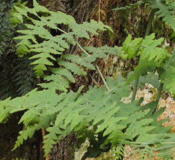 Histiopteris incisa — houseplant care guide