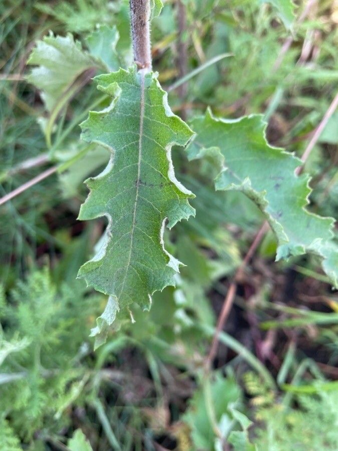 Baccharoides lasiopus leaf