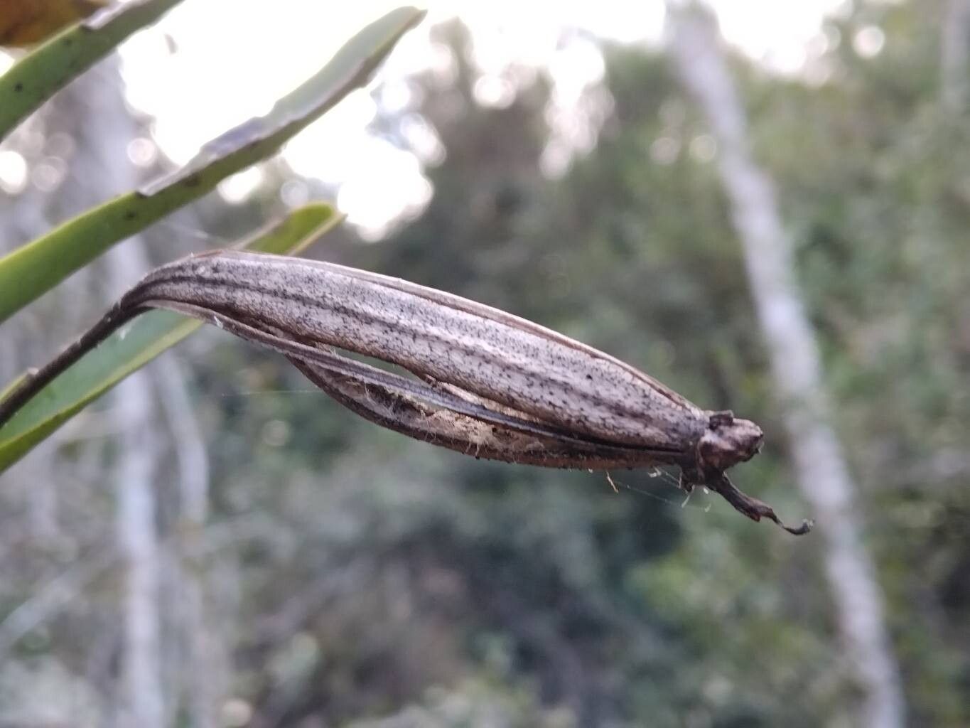 Jumellea arborescens fruit