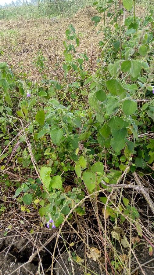 Dicliptera brachiata habit