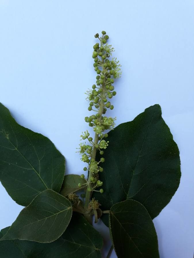 Croton macrostachyus flower