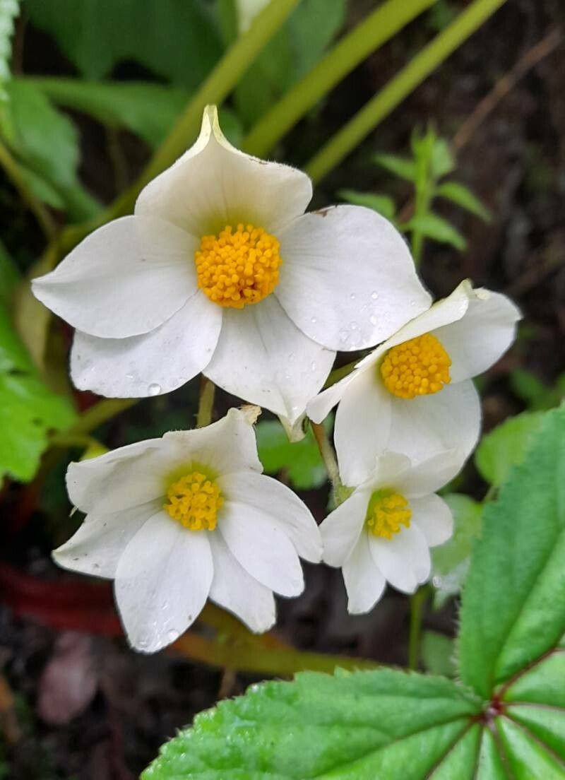 Begonia rubricaulis flower