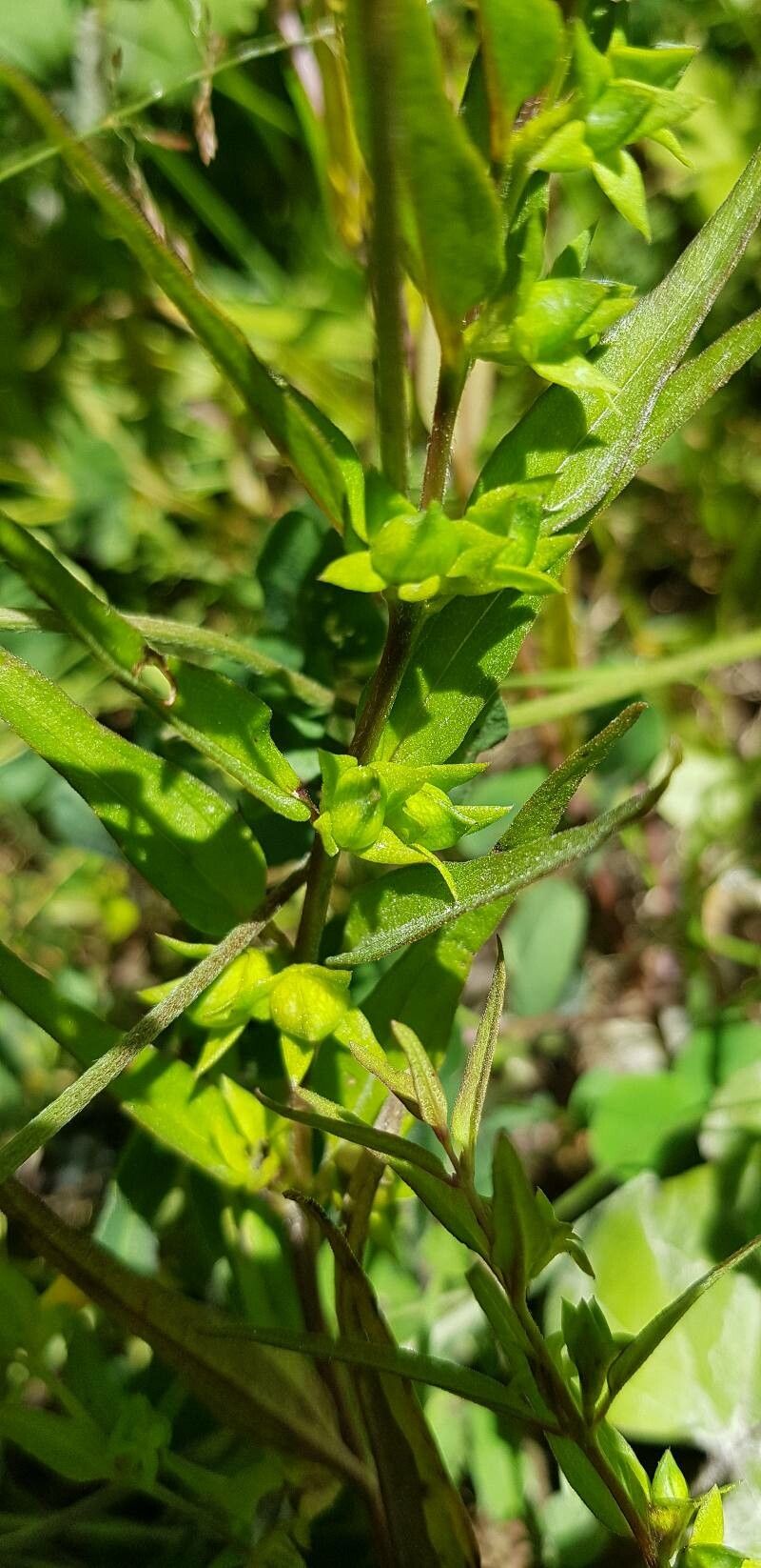 Melampyrum sylvaticum fruit