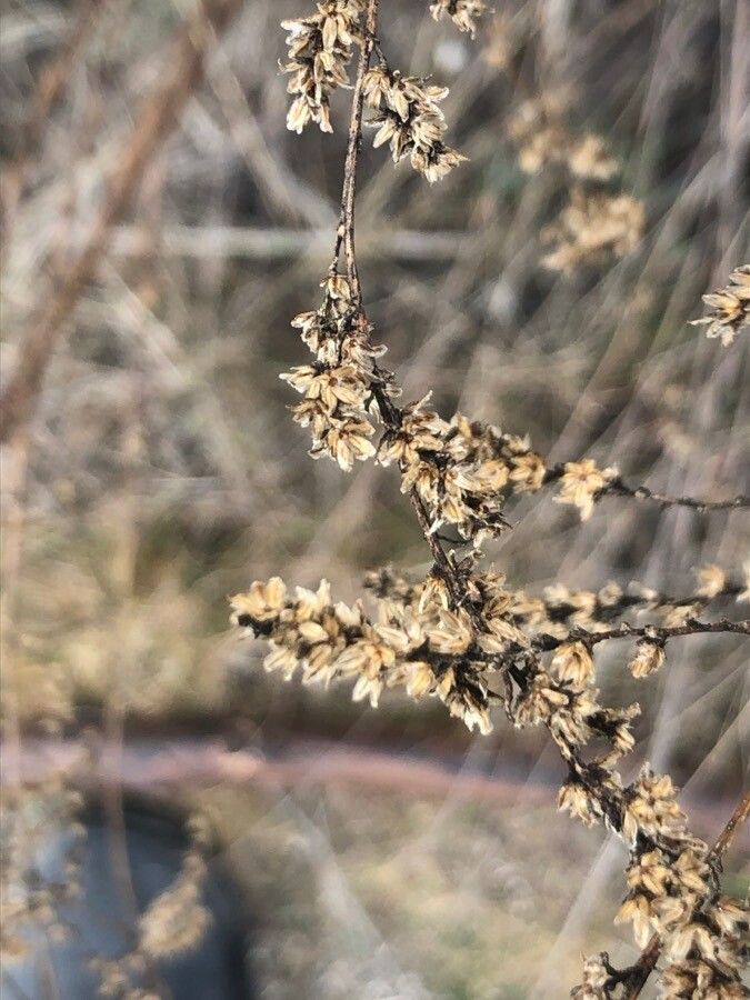 Artemisia campestris fruit