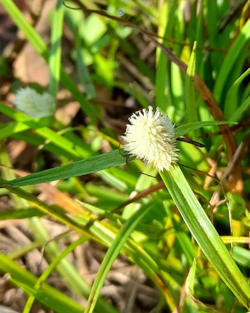 Cyperus sesquiflorus flower
