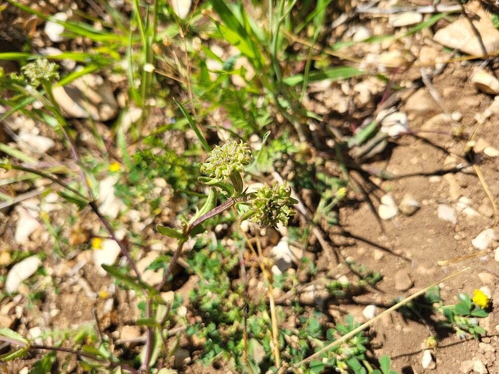 Valeriana echinata fruit