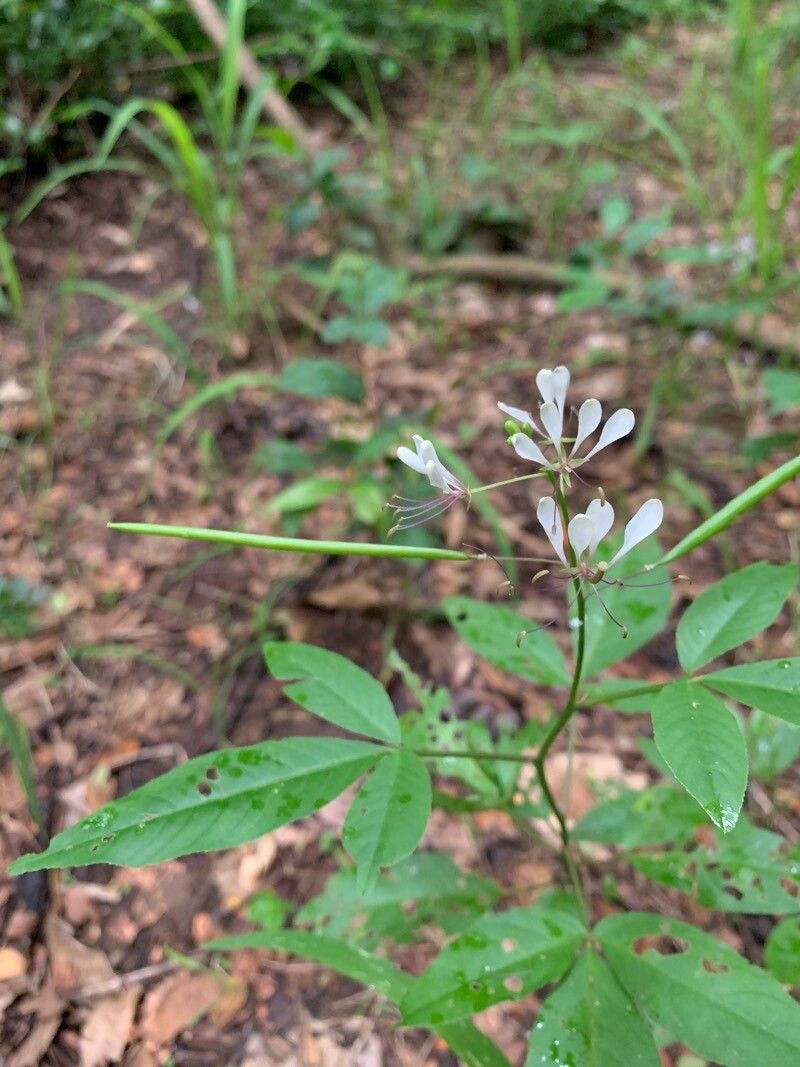 Cleoserrata serrata flower