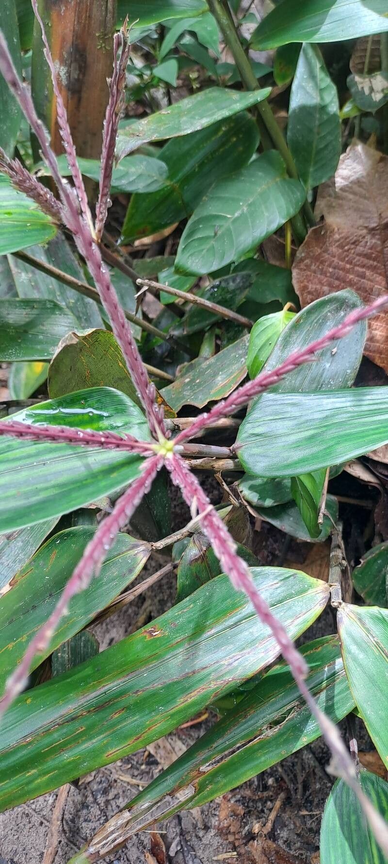 Olyra obliquifolia flower