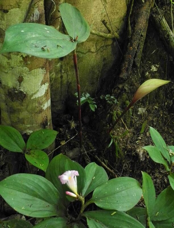 Costus ligularis flower