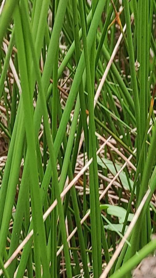 Juncus conglomeratus leaf
