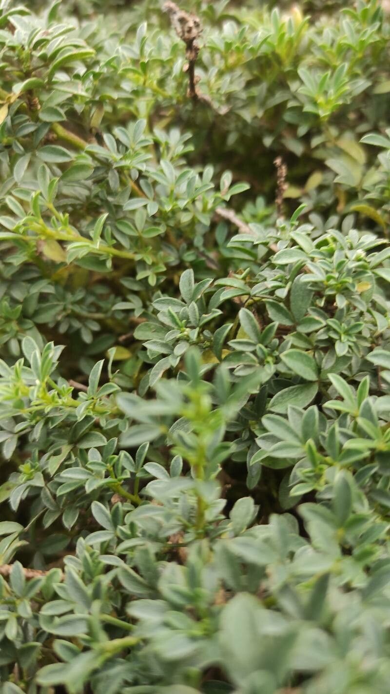 Cytisus wulfii — search result for 'Cytisus'