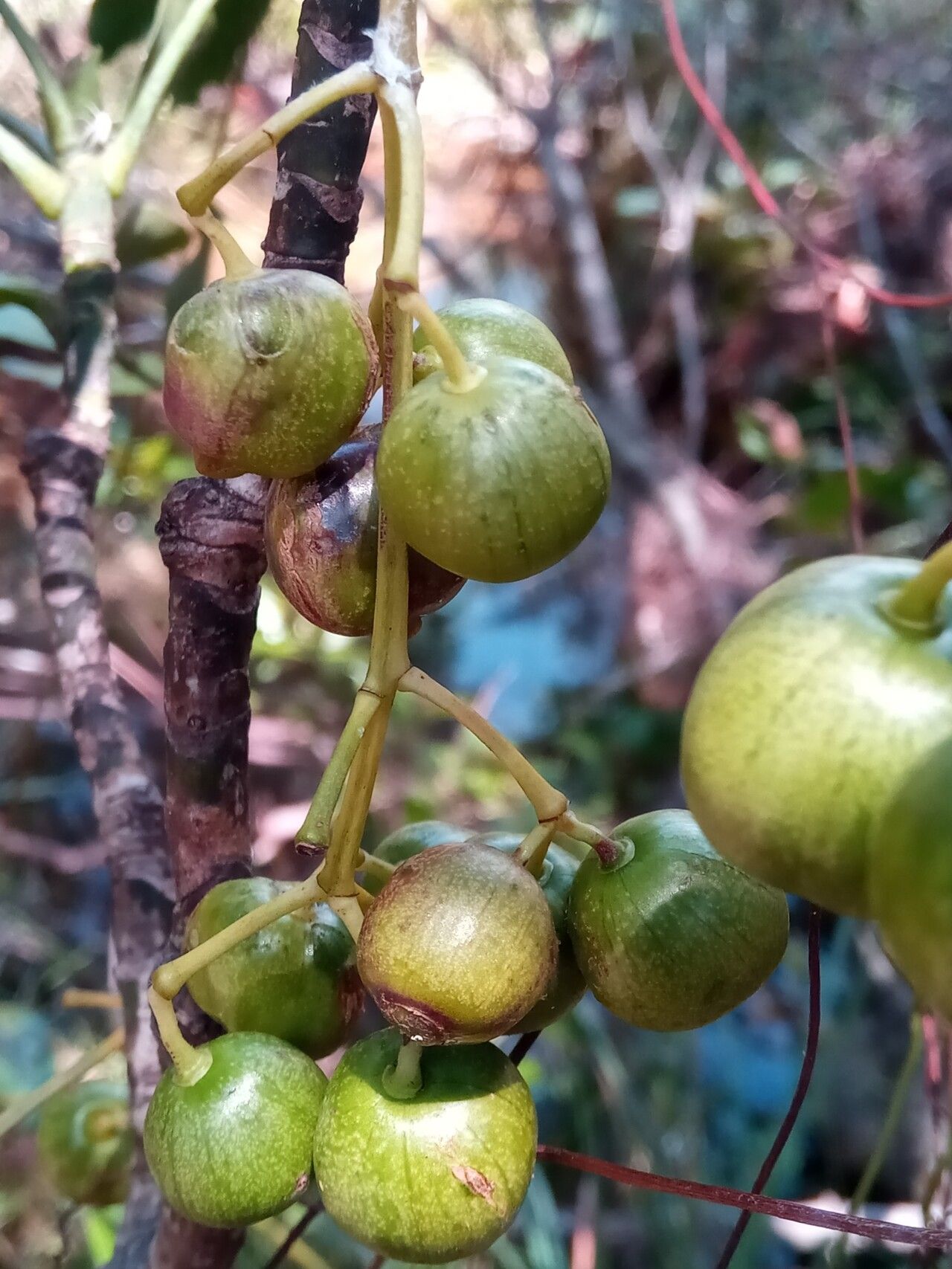 Polyscias ornifolia — search result for 'Polyscias'