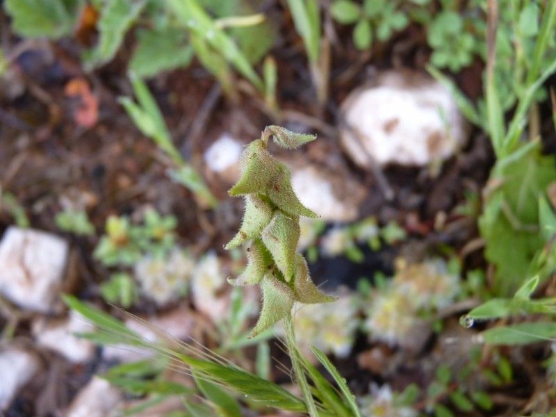 Biserrula epiglottis fruit