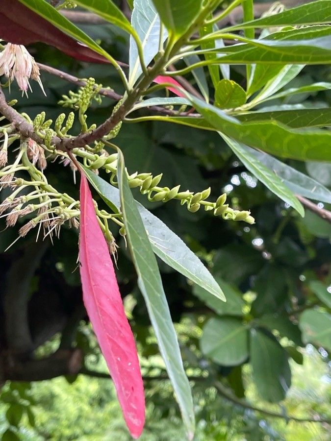 Elaeocarpus angustifolius leaf