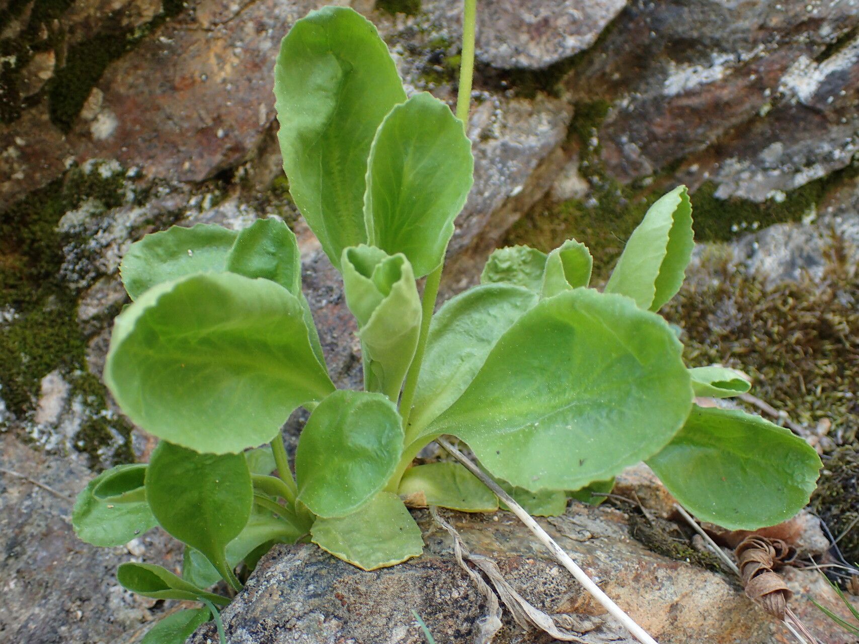 Primula latifolia leaf