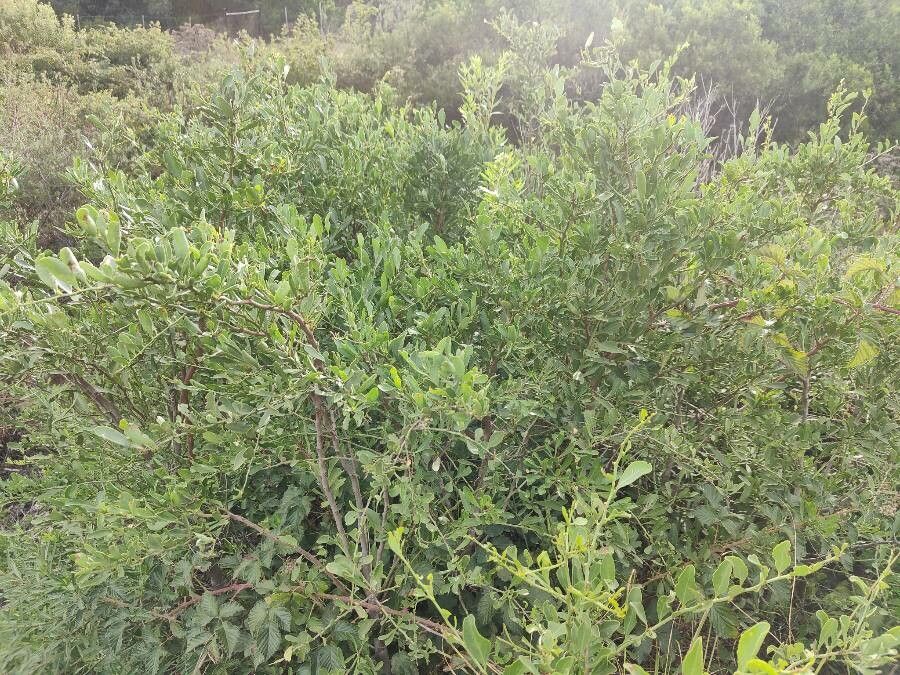 Gymnosporia buxifolia — search result for 'Celastraceae'