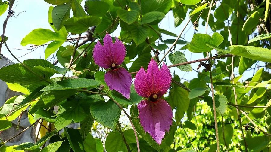 Dalechampia aristolochiifolia flower