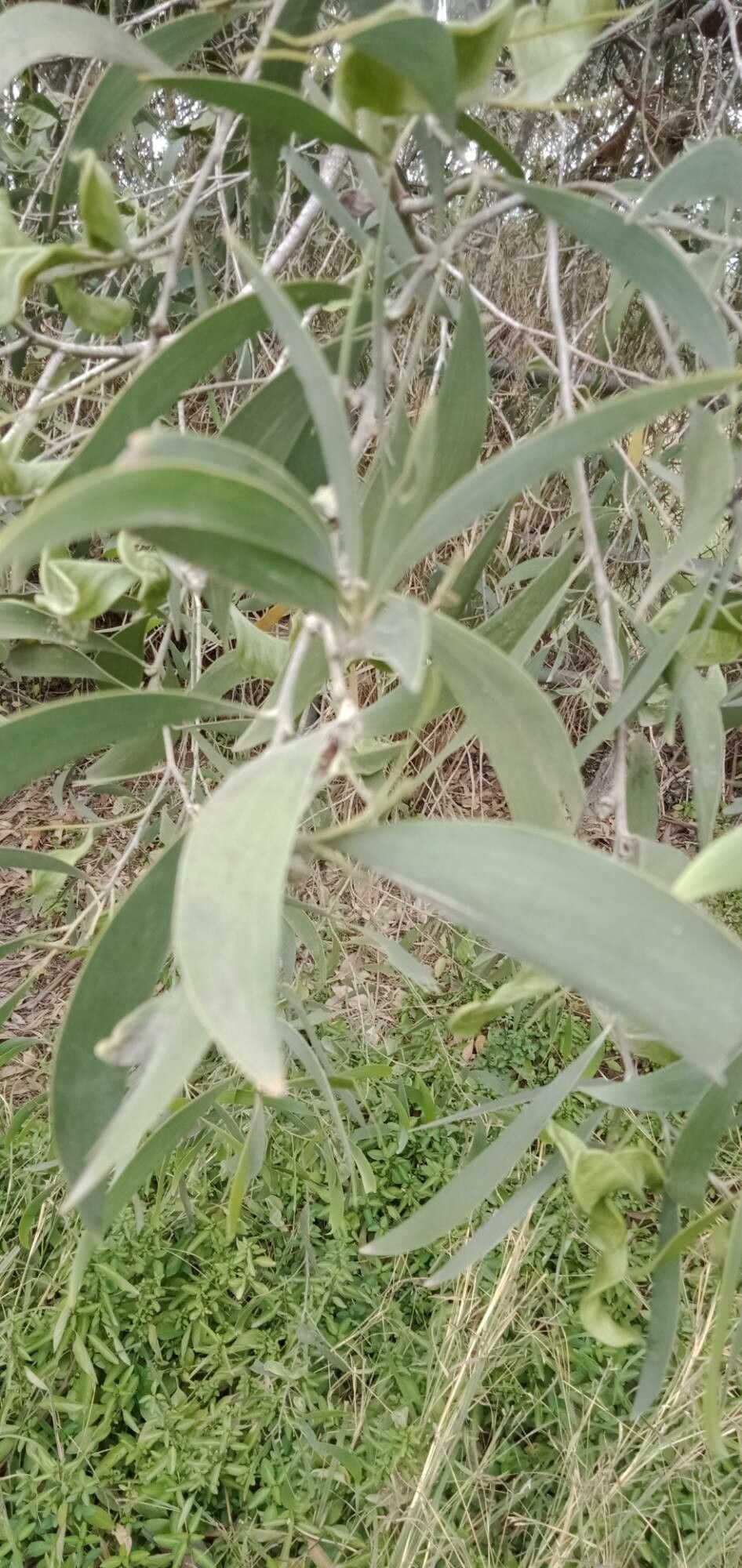 Acacia holosericea — search result for 'Acacia'