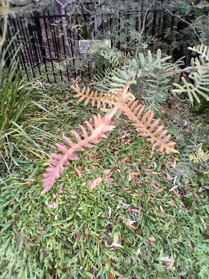Grevillea caleyi — search result for 'Grevillea'