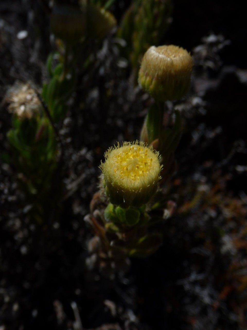 Psiadia callocephala flower