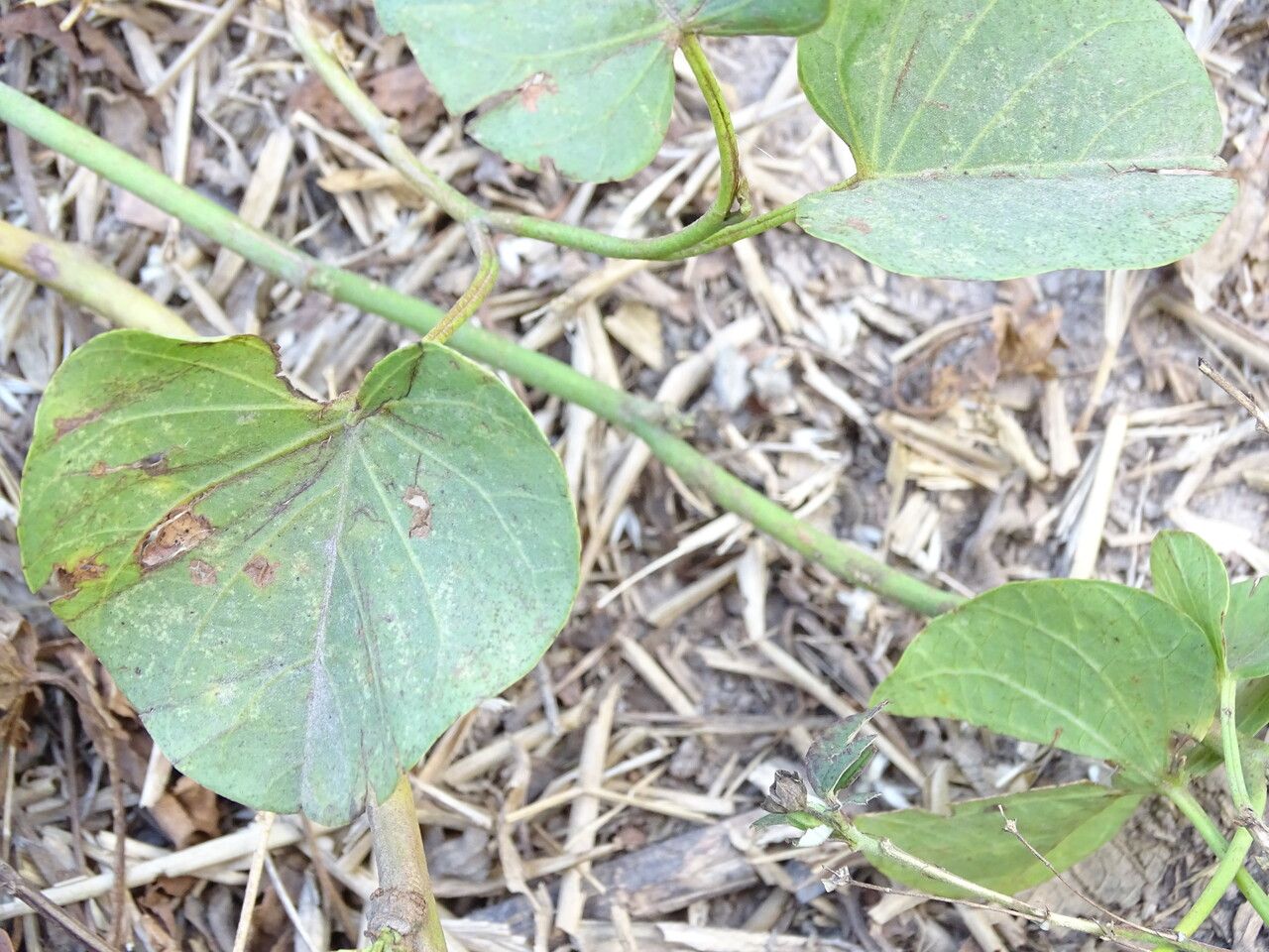Ipomoea asarifolia bark