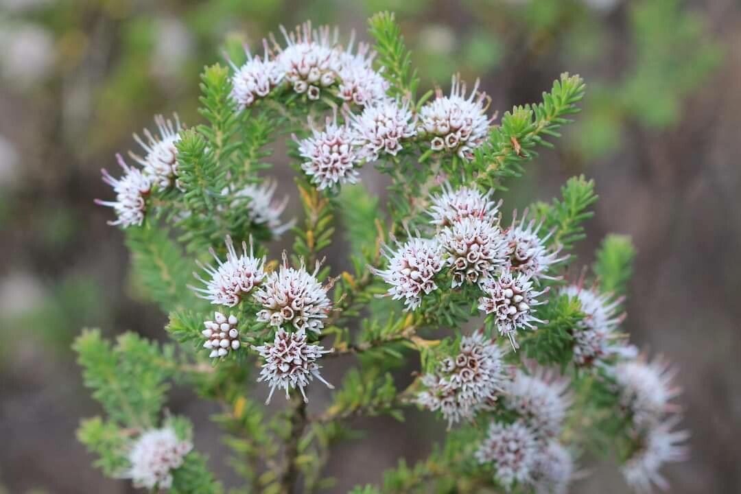 Darwinia diosmoides — related species from the same genus