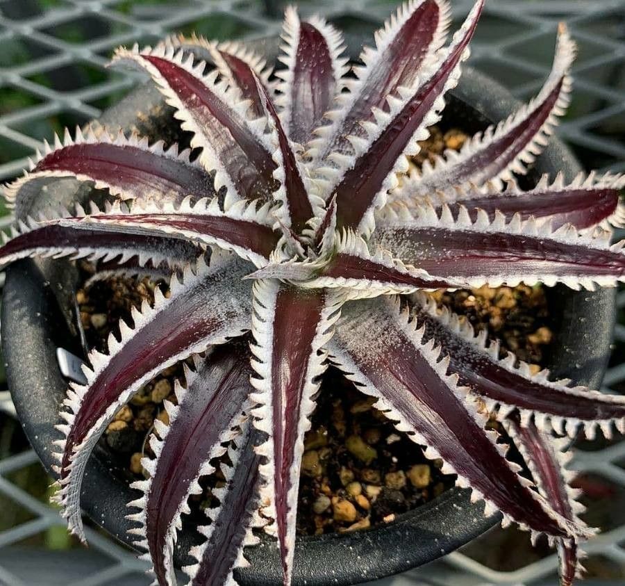 Dyckia marnier-lapostollei — houseplant care guide