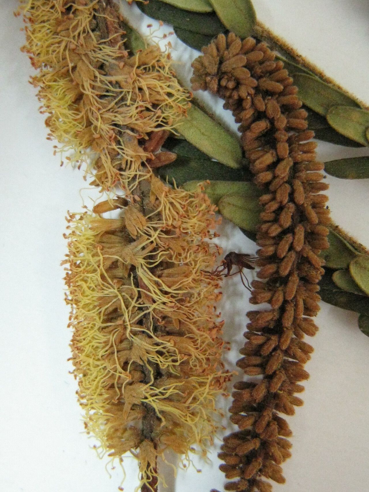 Stryphnodendron pulcherrimum other