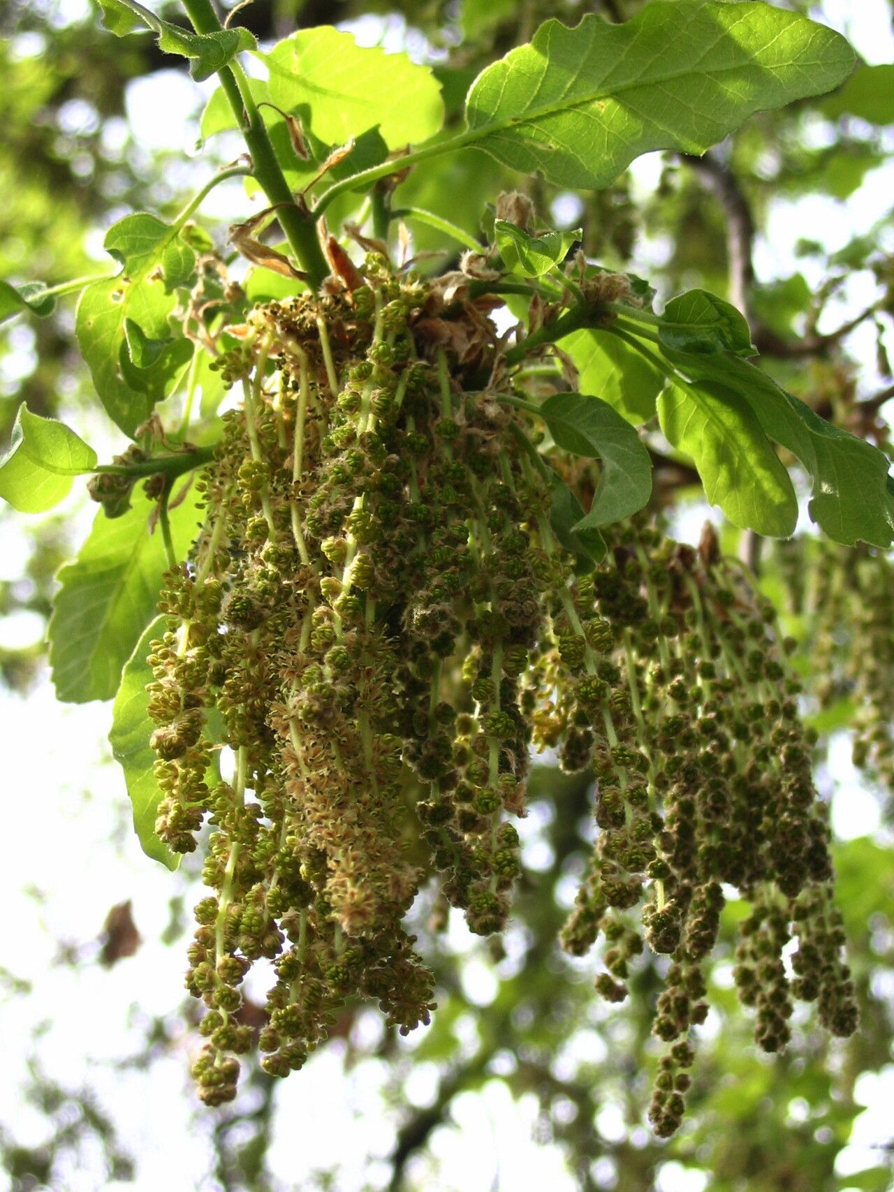 Quercus libani flower