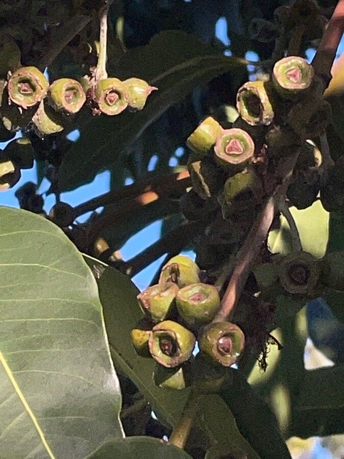 Lophostemon confertus fruit