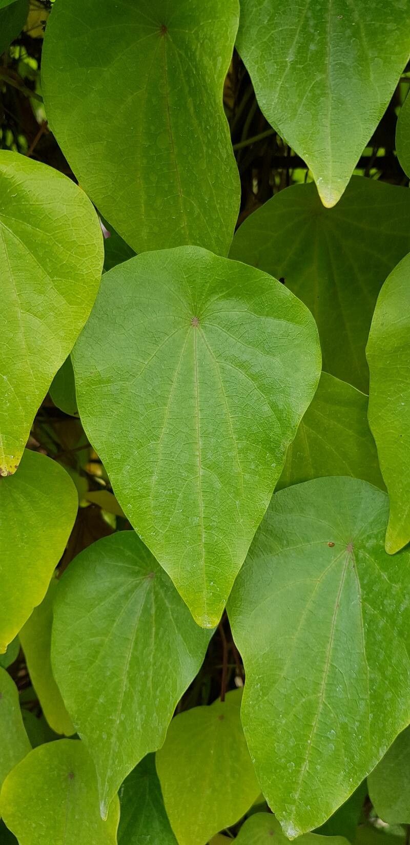 Stephania japonica — houseplant care guide