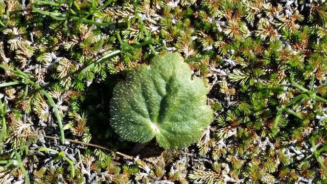 Jepsonia parryi leaf