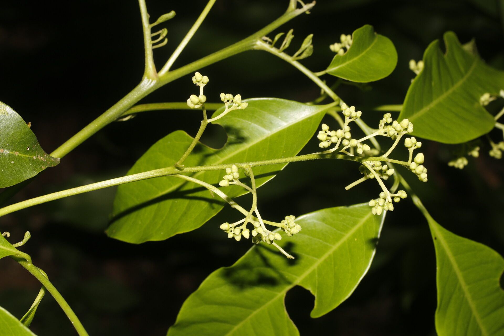 Trichilia pleeana flower