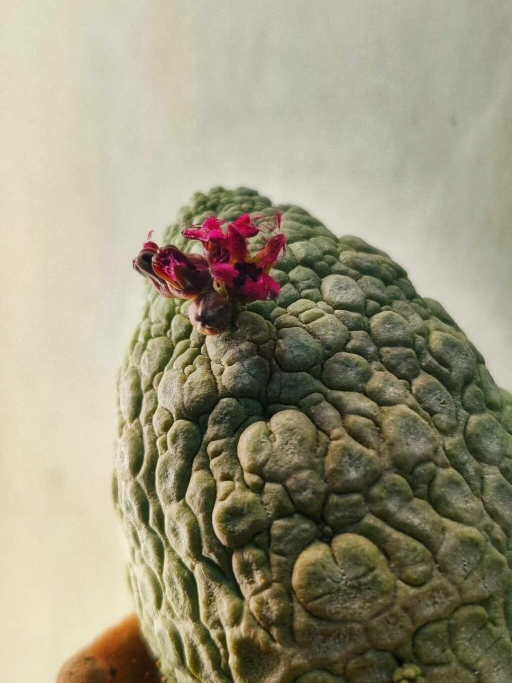 Pseudolithos caput-viperae — related species from the same genus