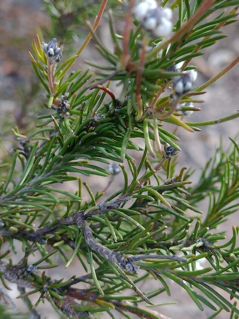 Conospermum taxifolium leaf