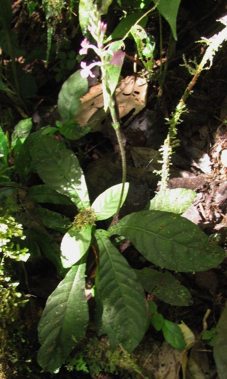 Aphelandra tonduzii other