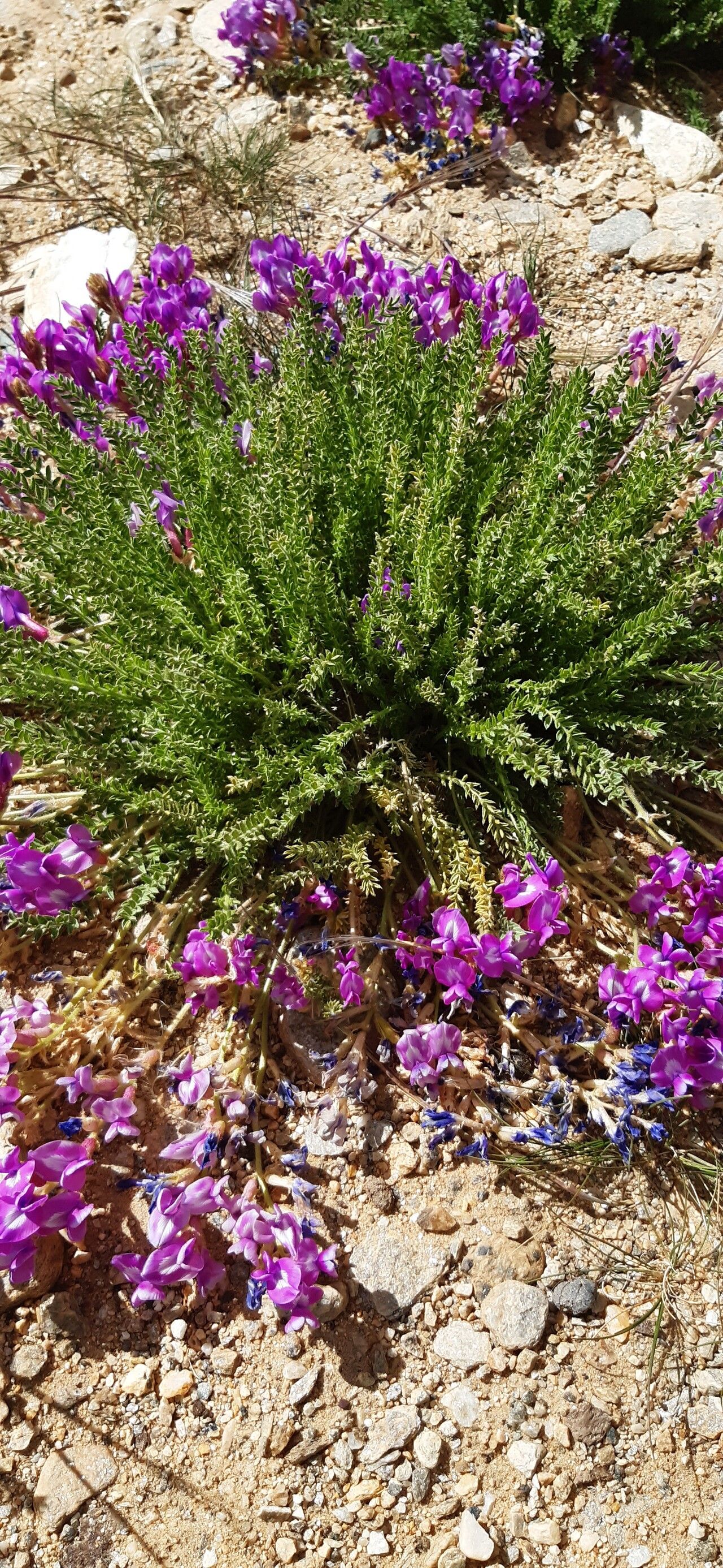 Oxytropis microphylla habit