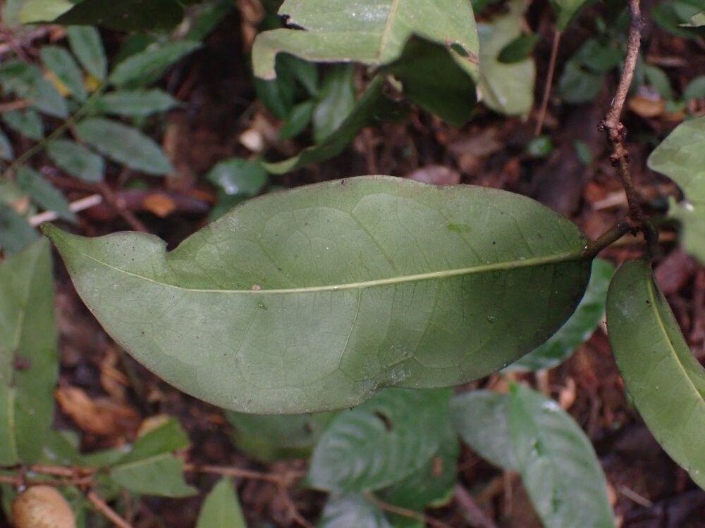 Landolphia robustior other