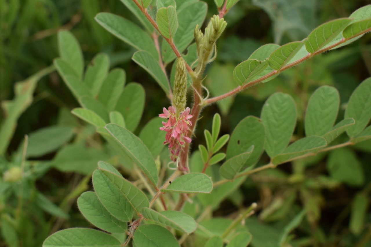 Indigofera astragalina habit