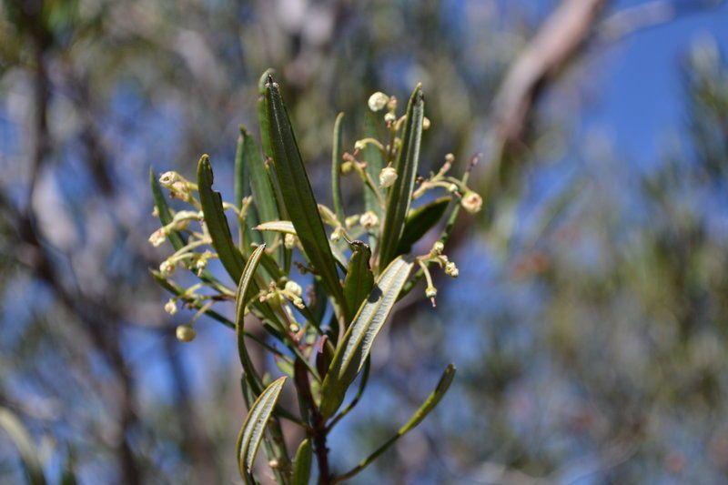 Ornithostaphylos oppositifolia — search result for 'Arctostaphylos'