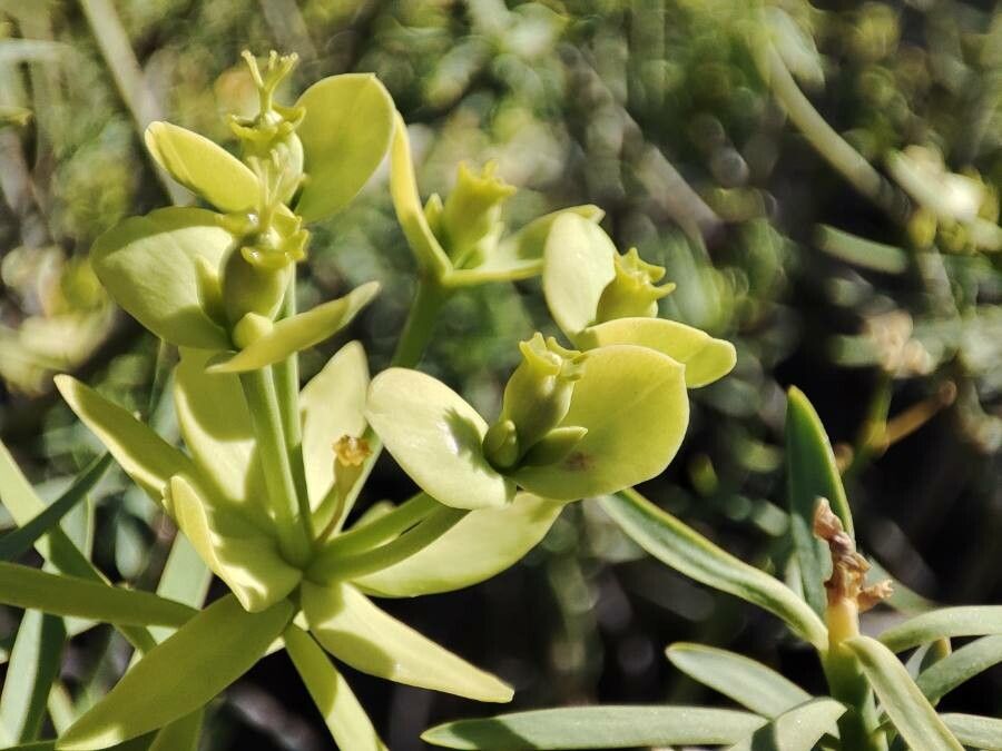 Euphorbia regis-jubae flower