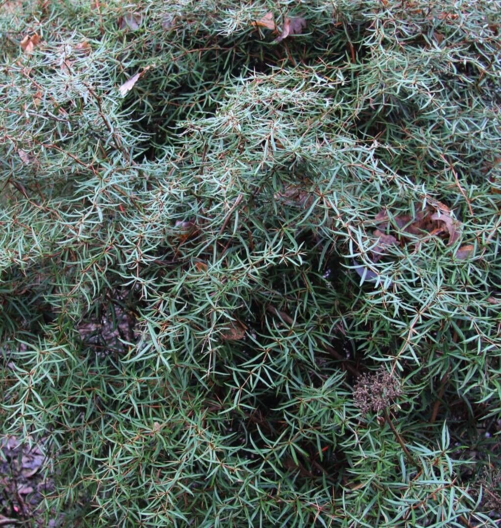 Berberis triacanthophora habit