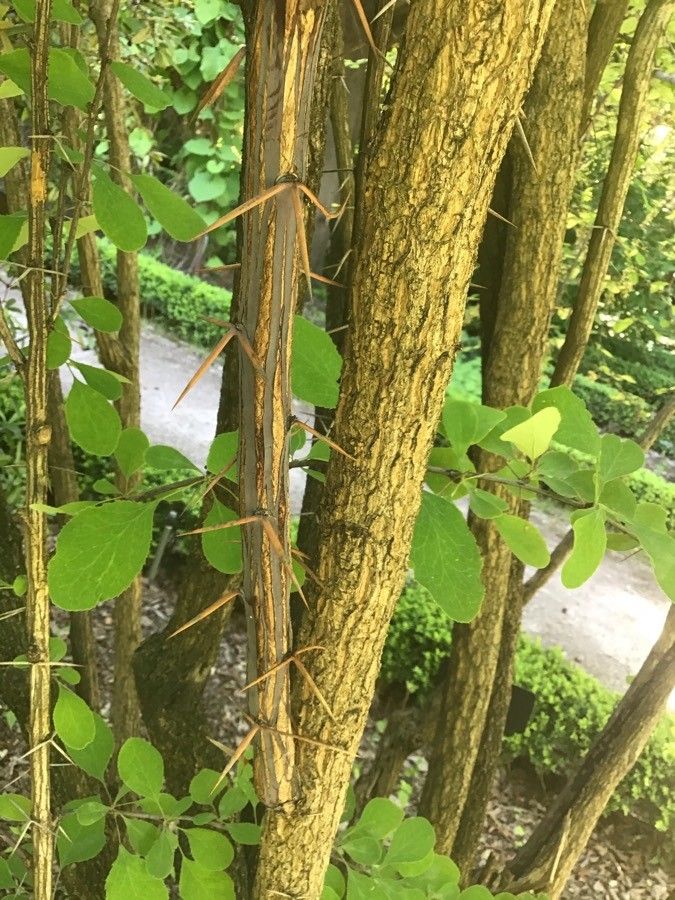 Berberis jamesiana bark