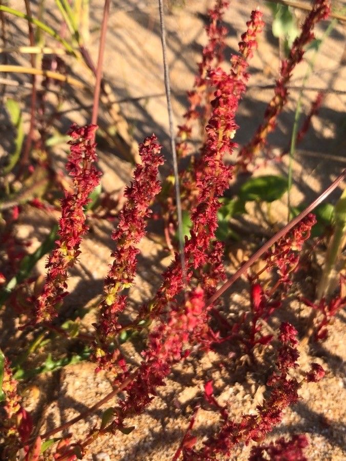 Rumex bucephalophorus flower