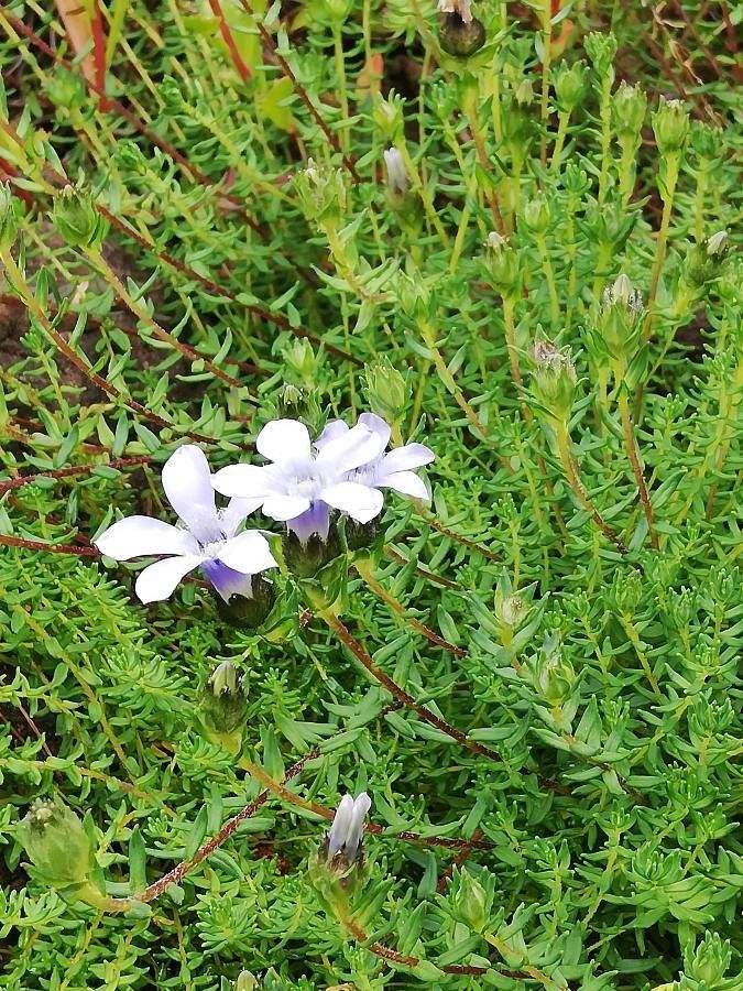 Cyananthus lobatus — search result for 'Campanulaceae'