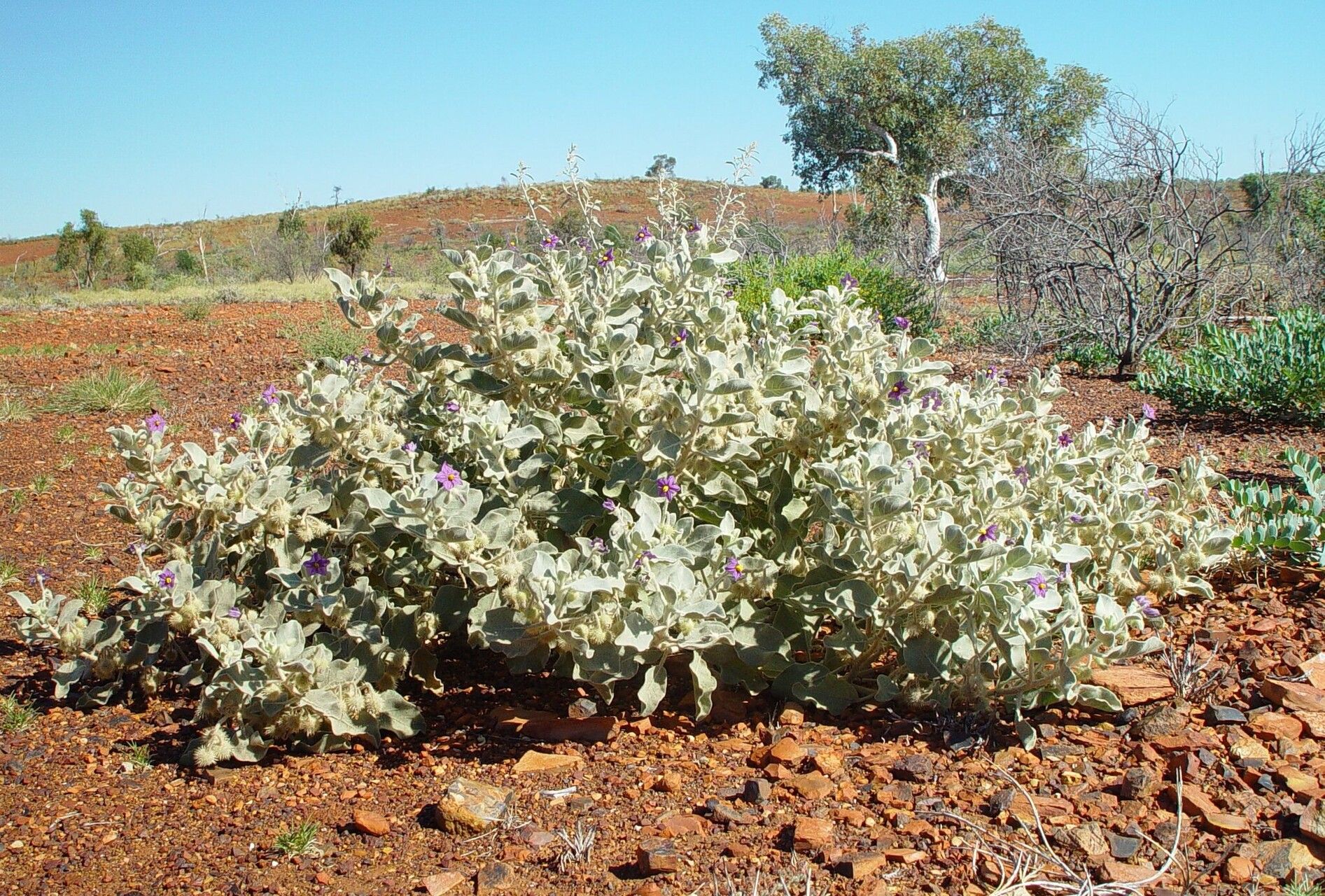 Solanum gabrielae habit