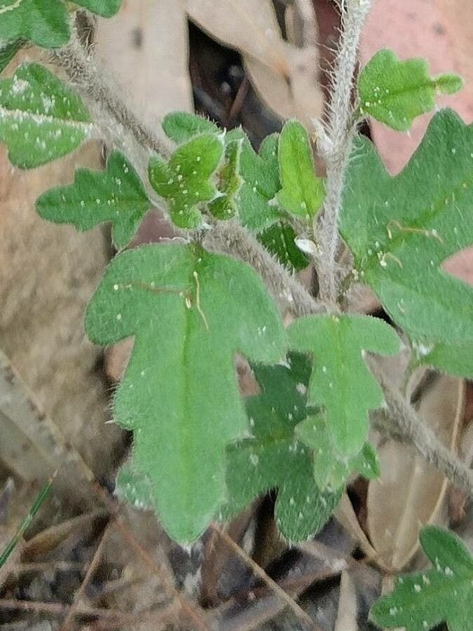 Xanthosia pilosa — related species from the same genus
