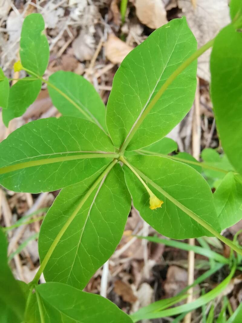 Euphorbia carniolica leaf