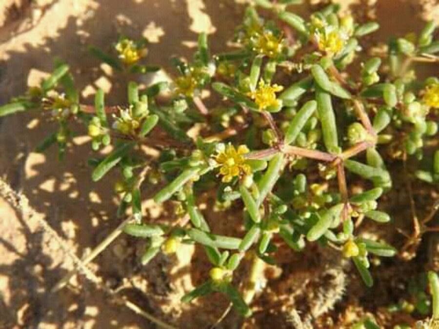 Tetraena simplex flower