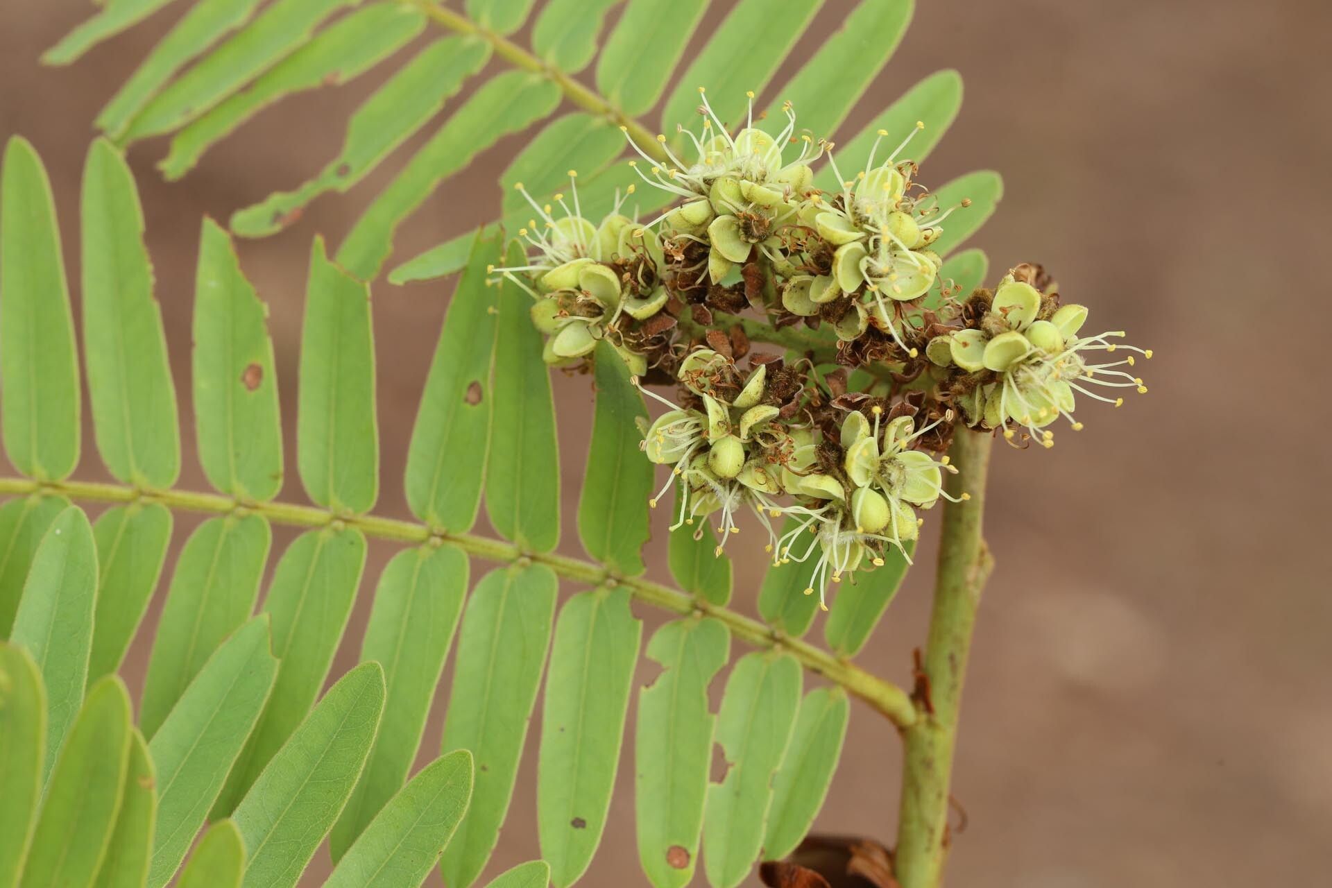 Brachystegia boehmii flower
